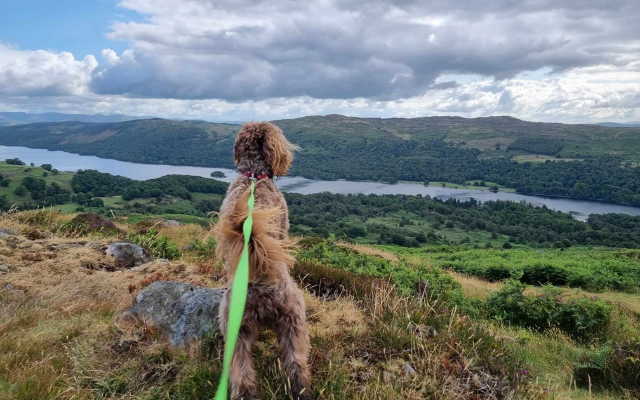 Dog in the Lake District